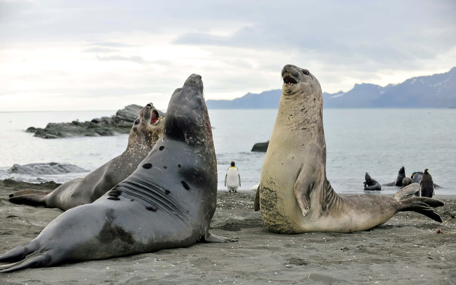 Elephant Seals Shoreline Confrontation Wallpaper