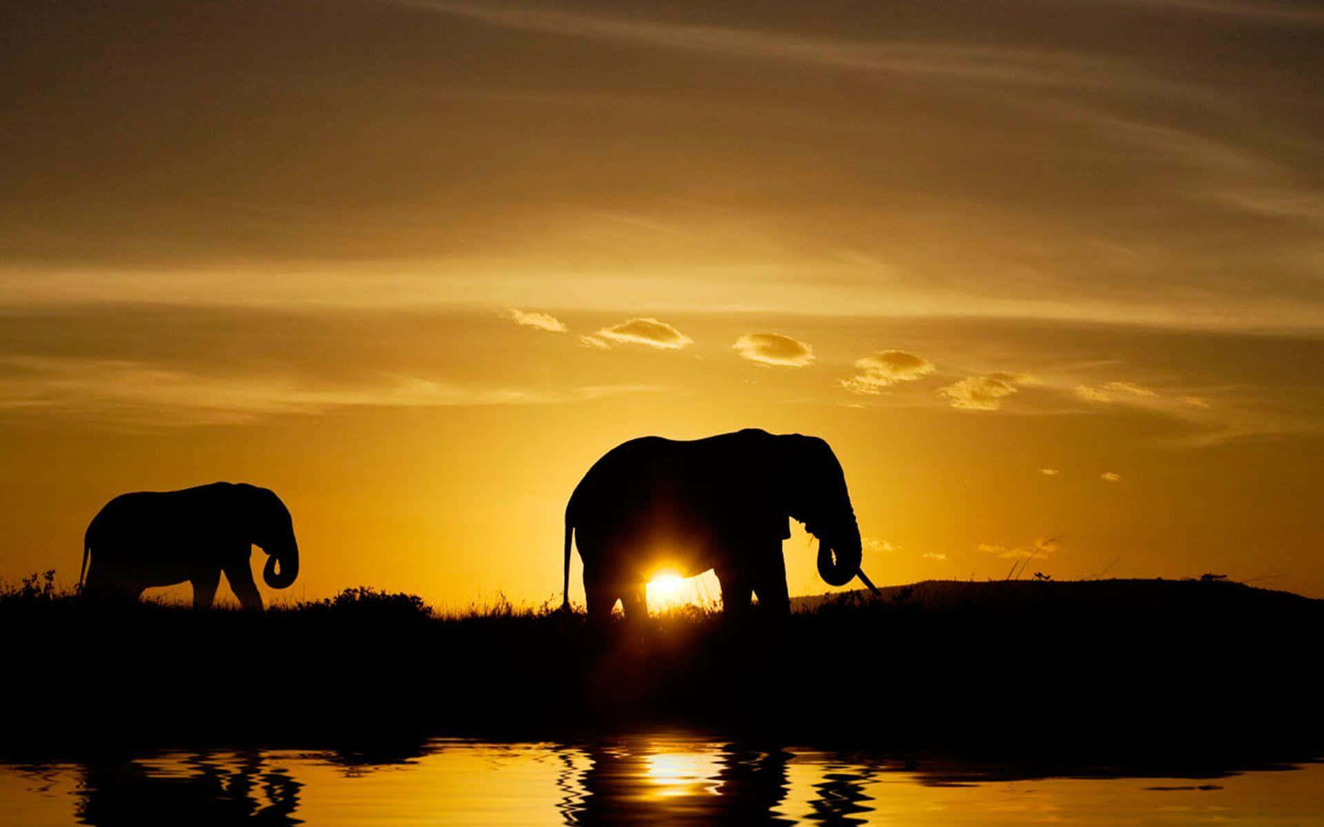 Elephant Silhouettesat Sunset Wallpaper