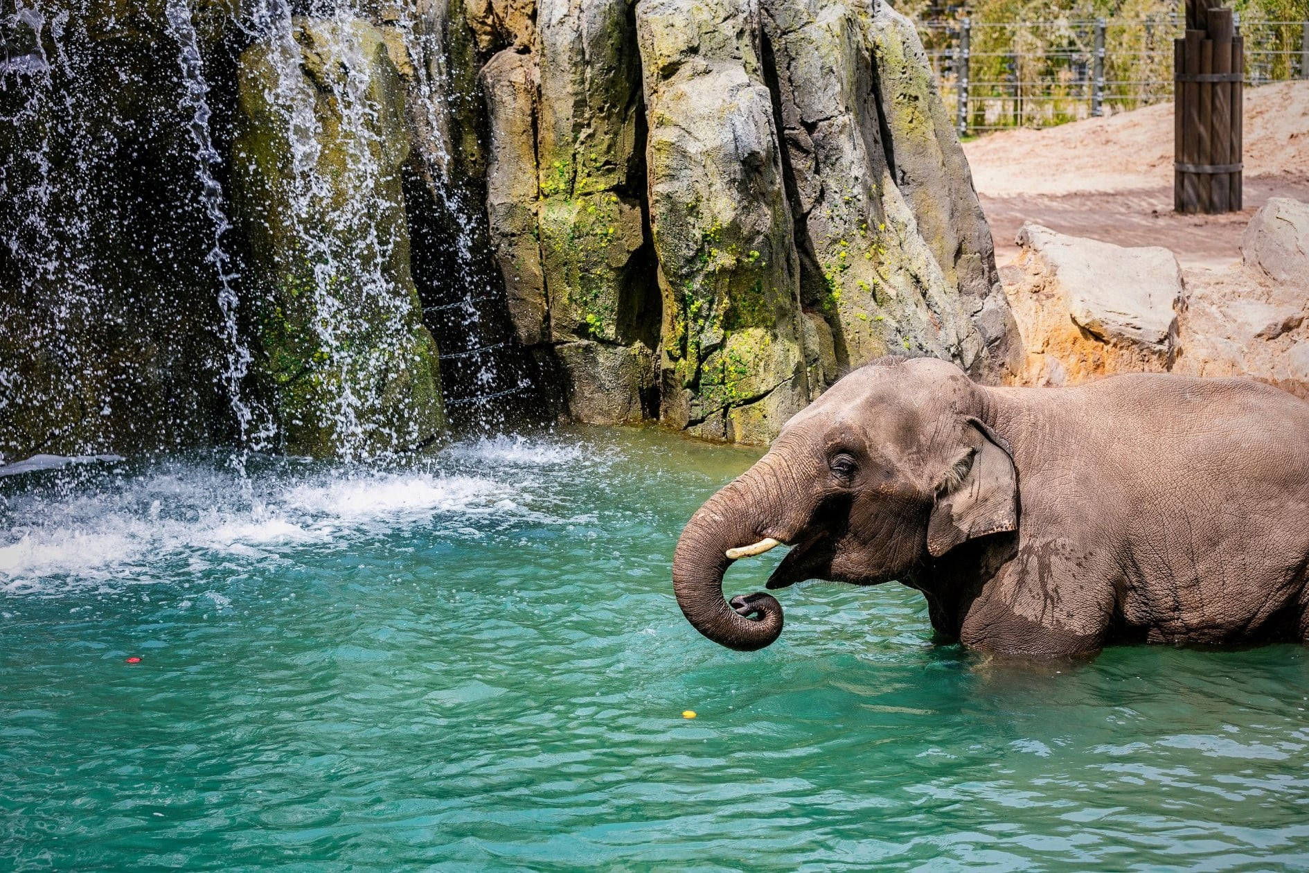 Elephant Springs Nello Zoo Di Fort Worth Sfondo