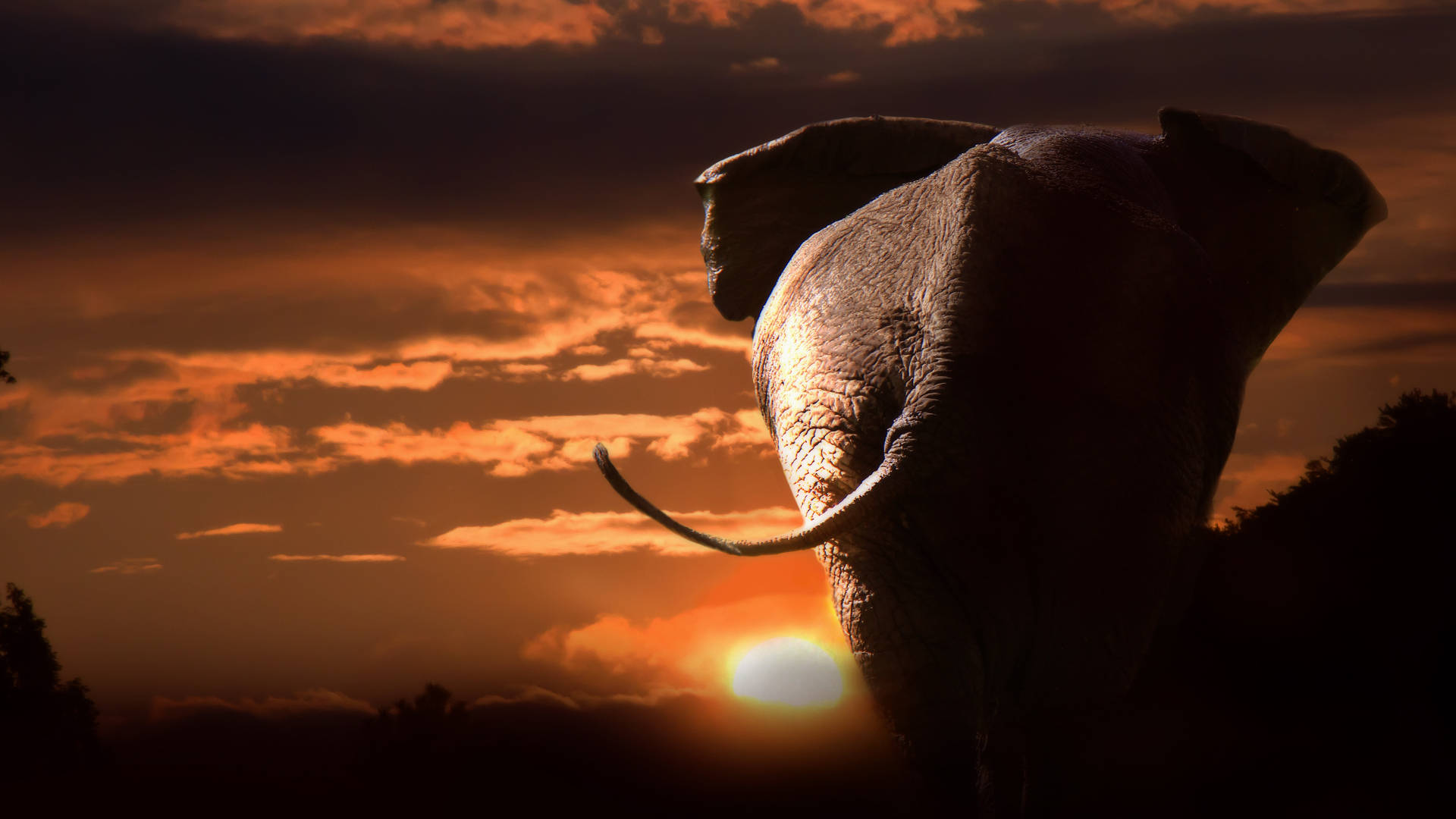 Elephant Sunset Butts Background