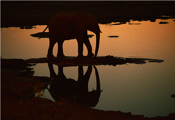 Elephant Sunset Reflection Namibia PNG