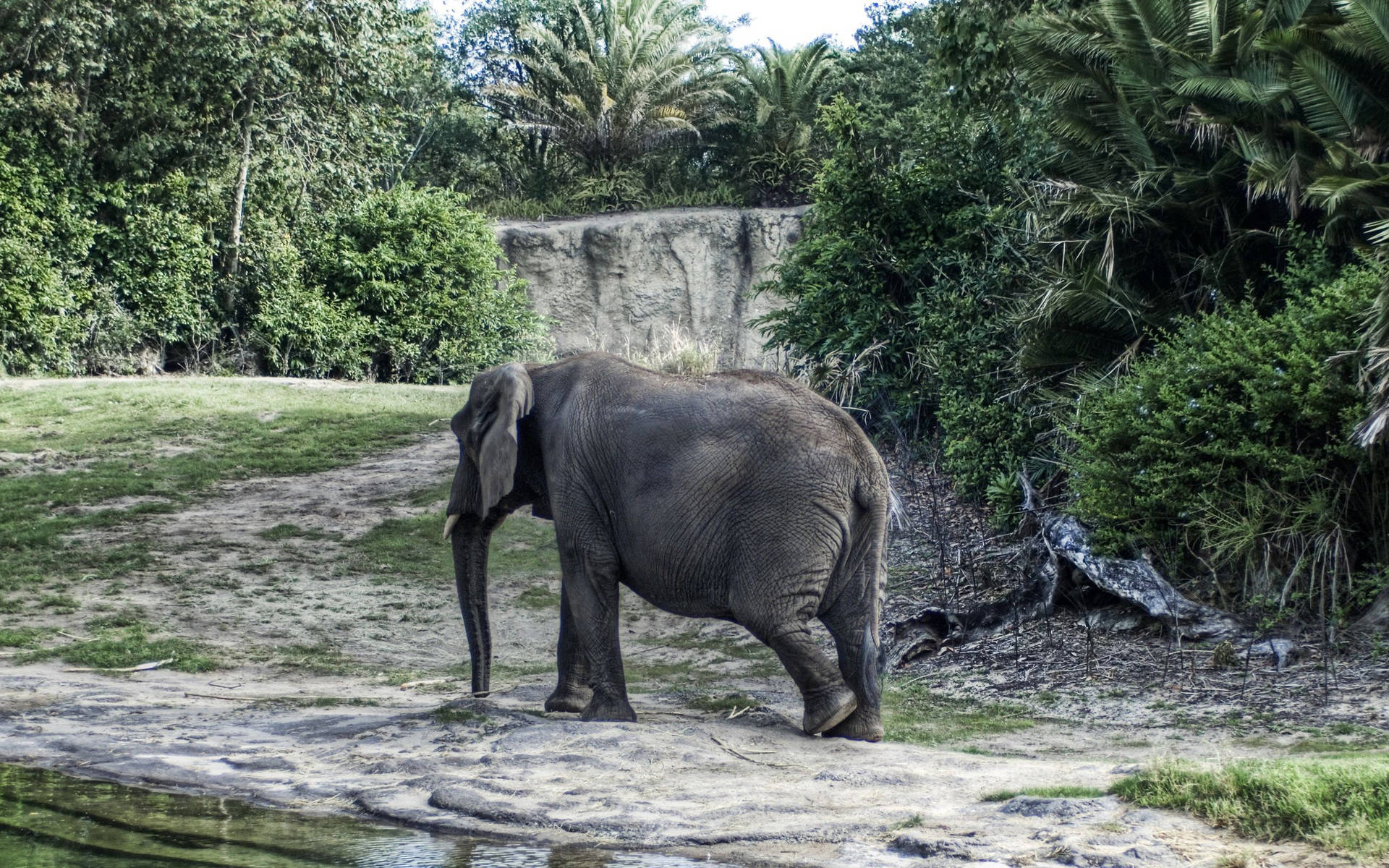 An elephant walking in its natural habitat Wallpaper