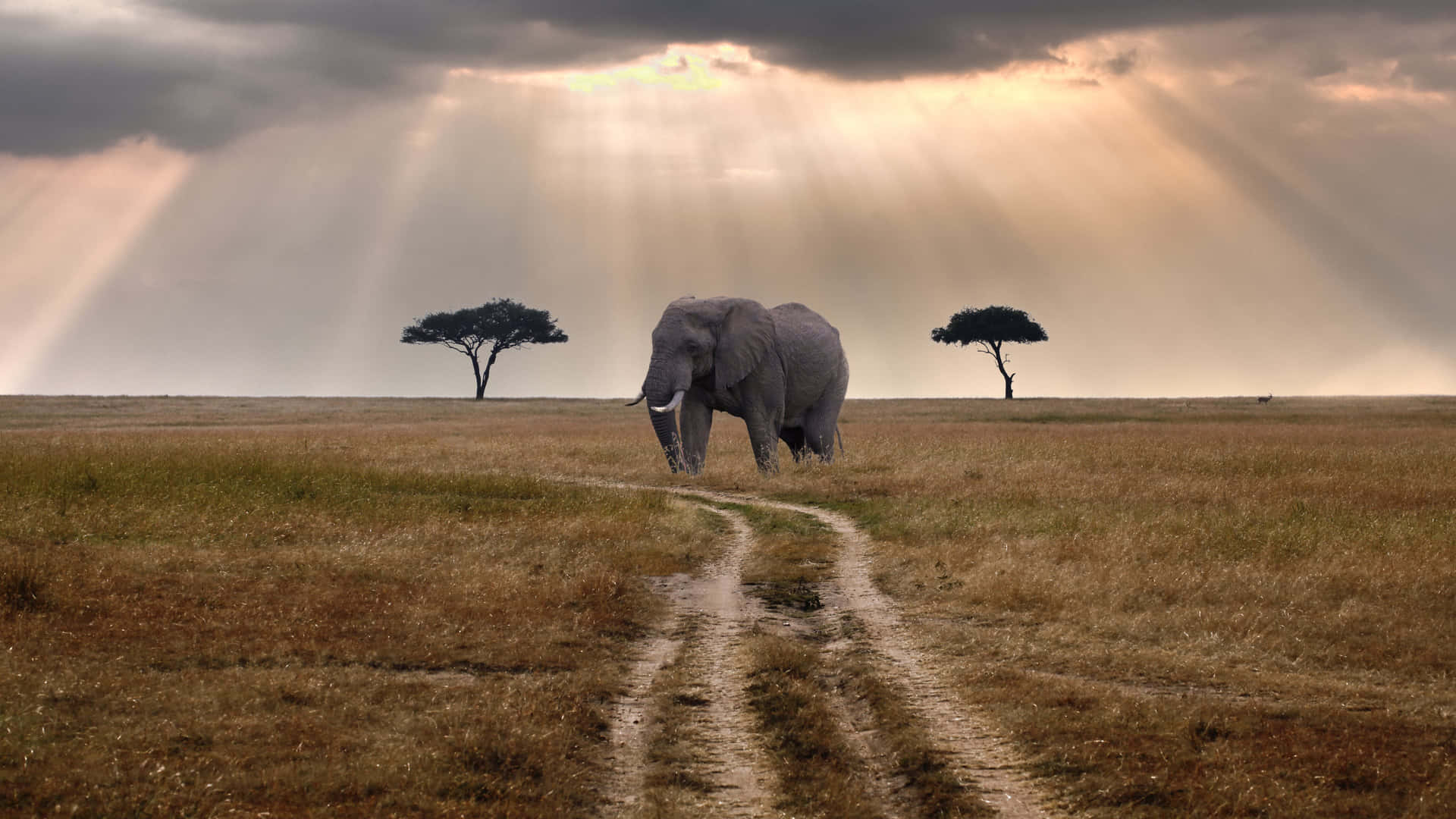 Elefantsom Går I Masai Mara National Reserve. Wallpaper