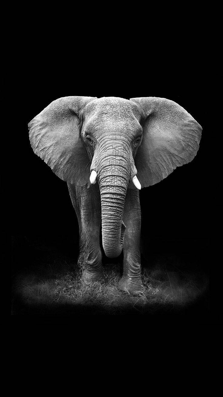 Elephant With Black Background Iphone Wallpaper