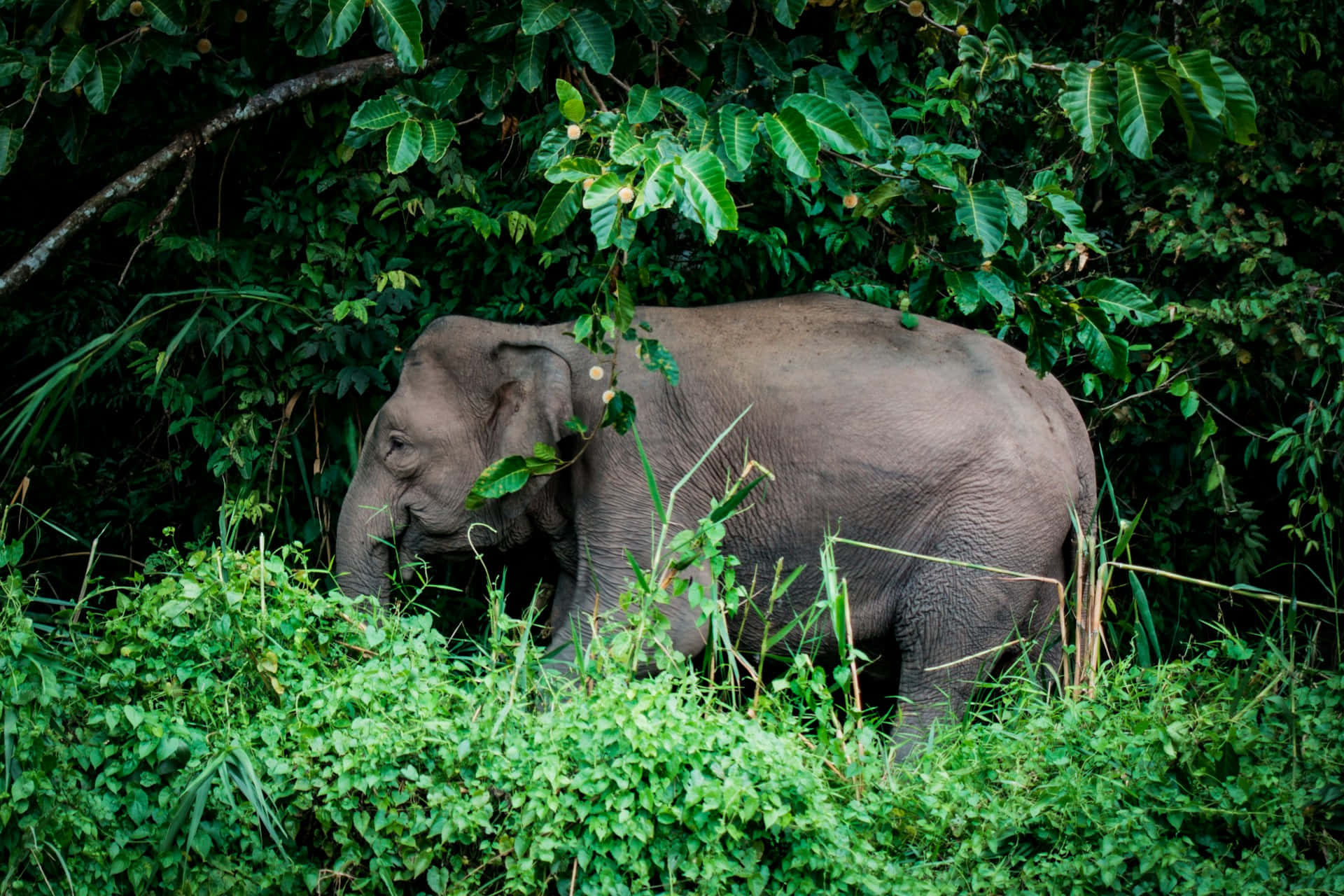 Elephantin Lush Green Jungle.jpg Wallpaper