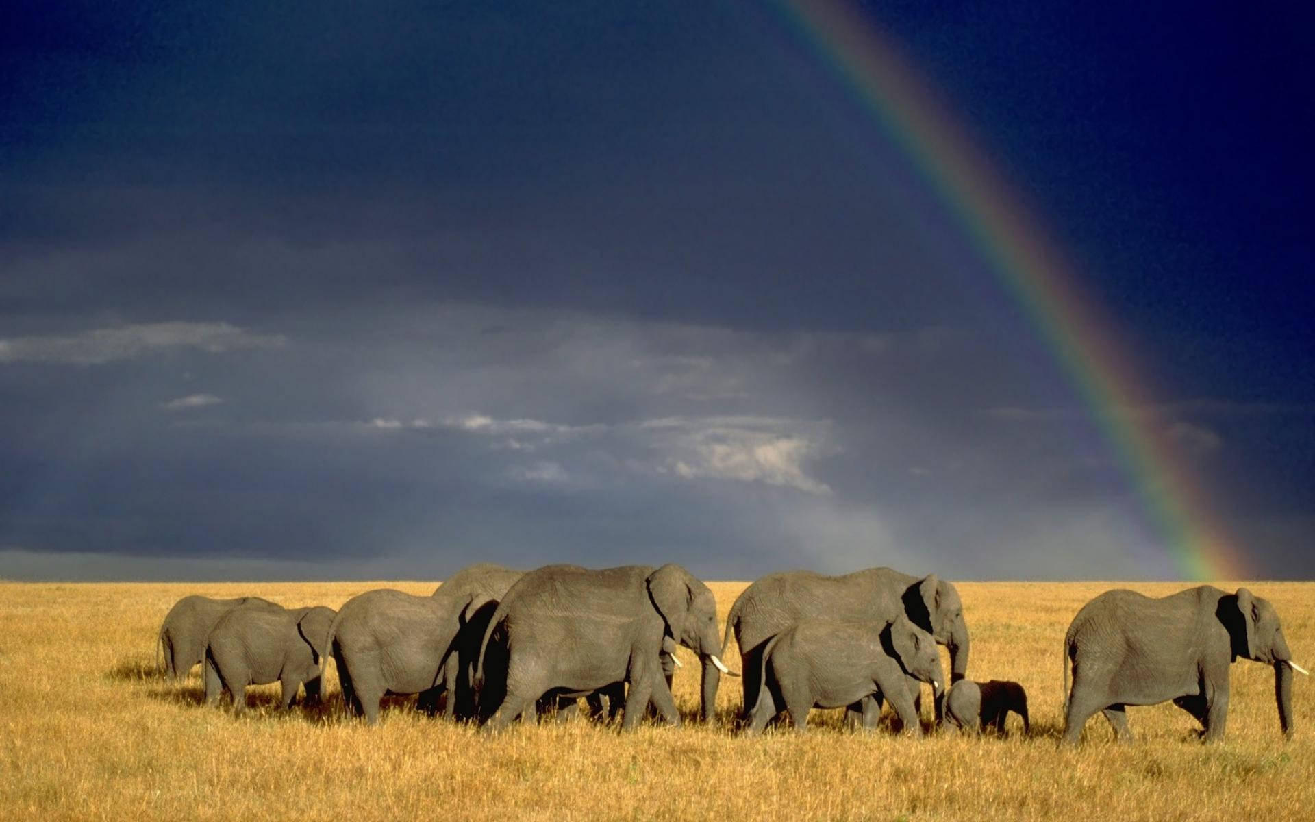 Elefantesen La Sabana De Kenya, África. Fondo de pantalla