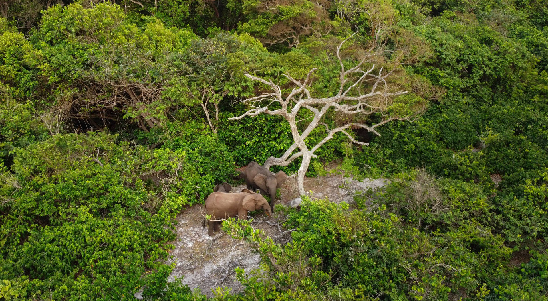 Elephants Of Gabon Background
