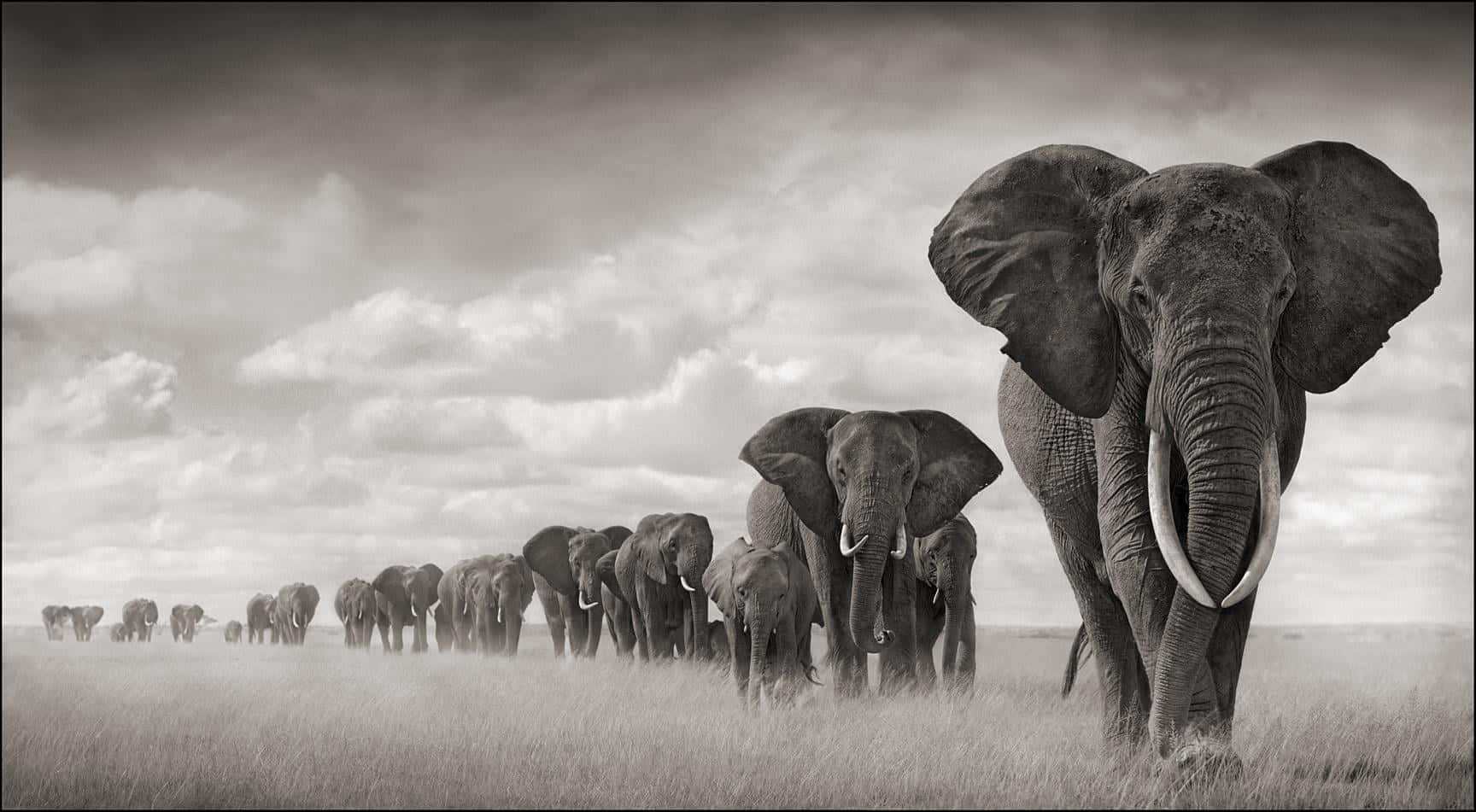 Elephants Monochromatic Picture