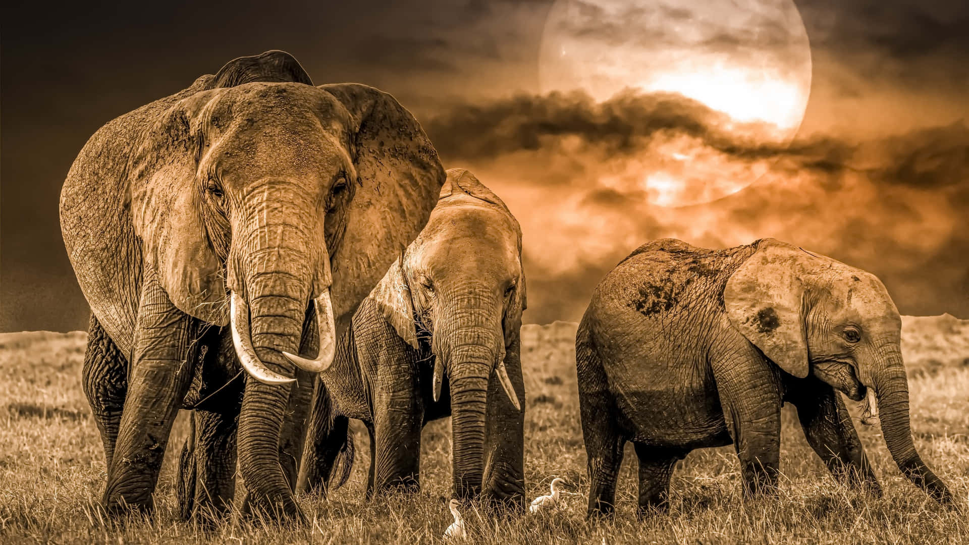 Imagenfascinante De Elefantes