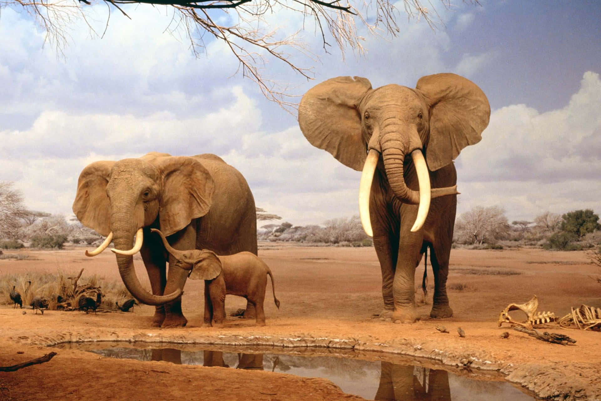 Großesbild Von Elefanten Mit Großen Ohren
