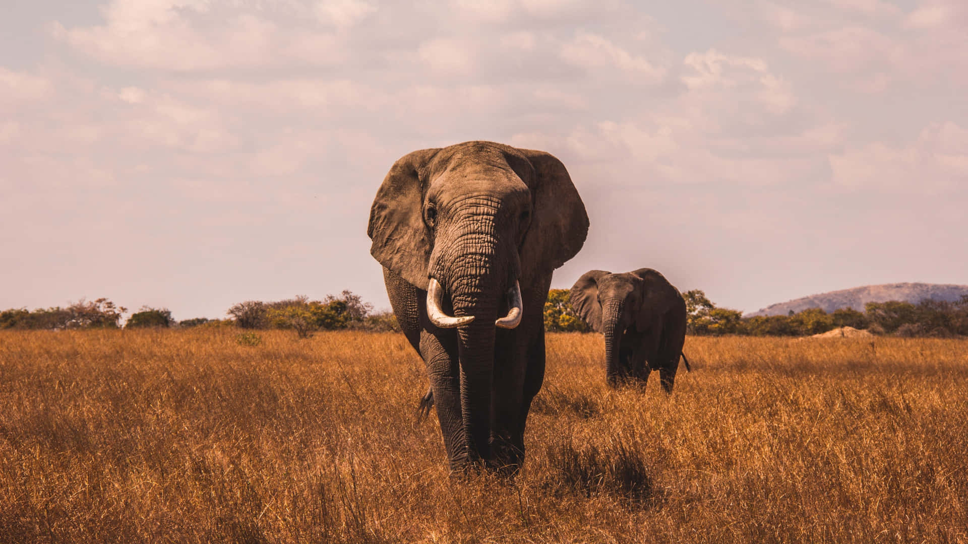 Fantastisk Elefant Billede