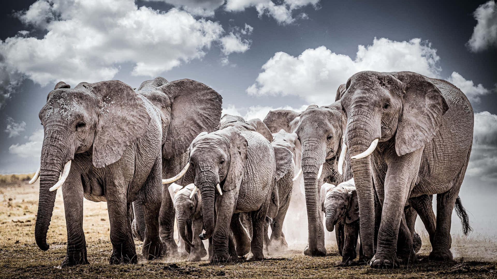 Fotografíade Elefantes En Familia.