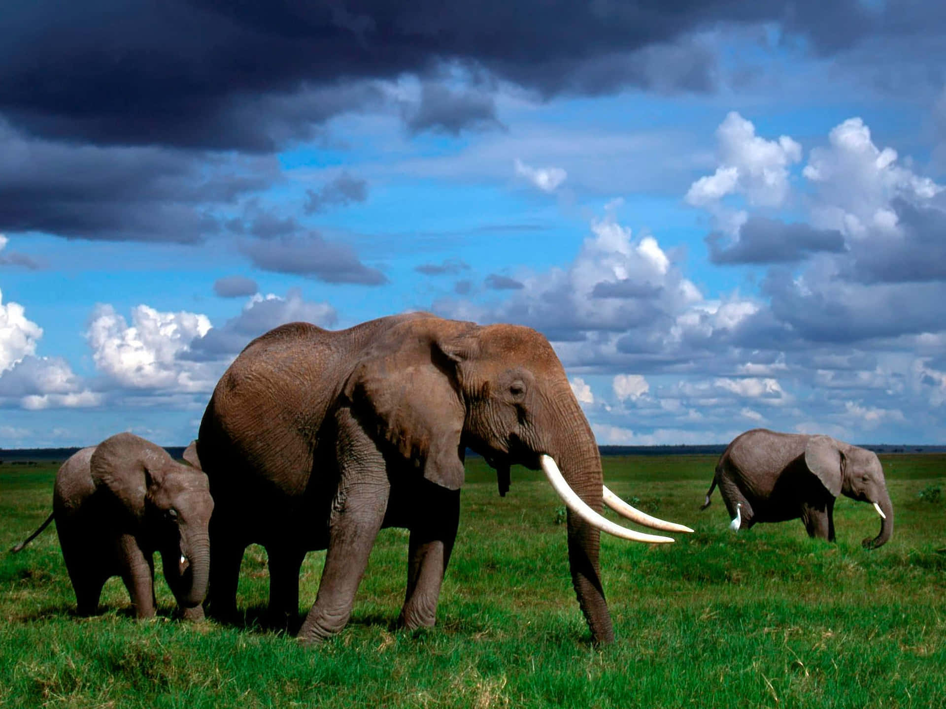 Wonderful Elephants Picture