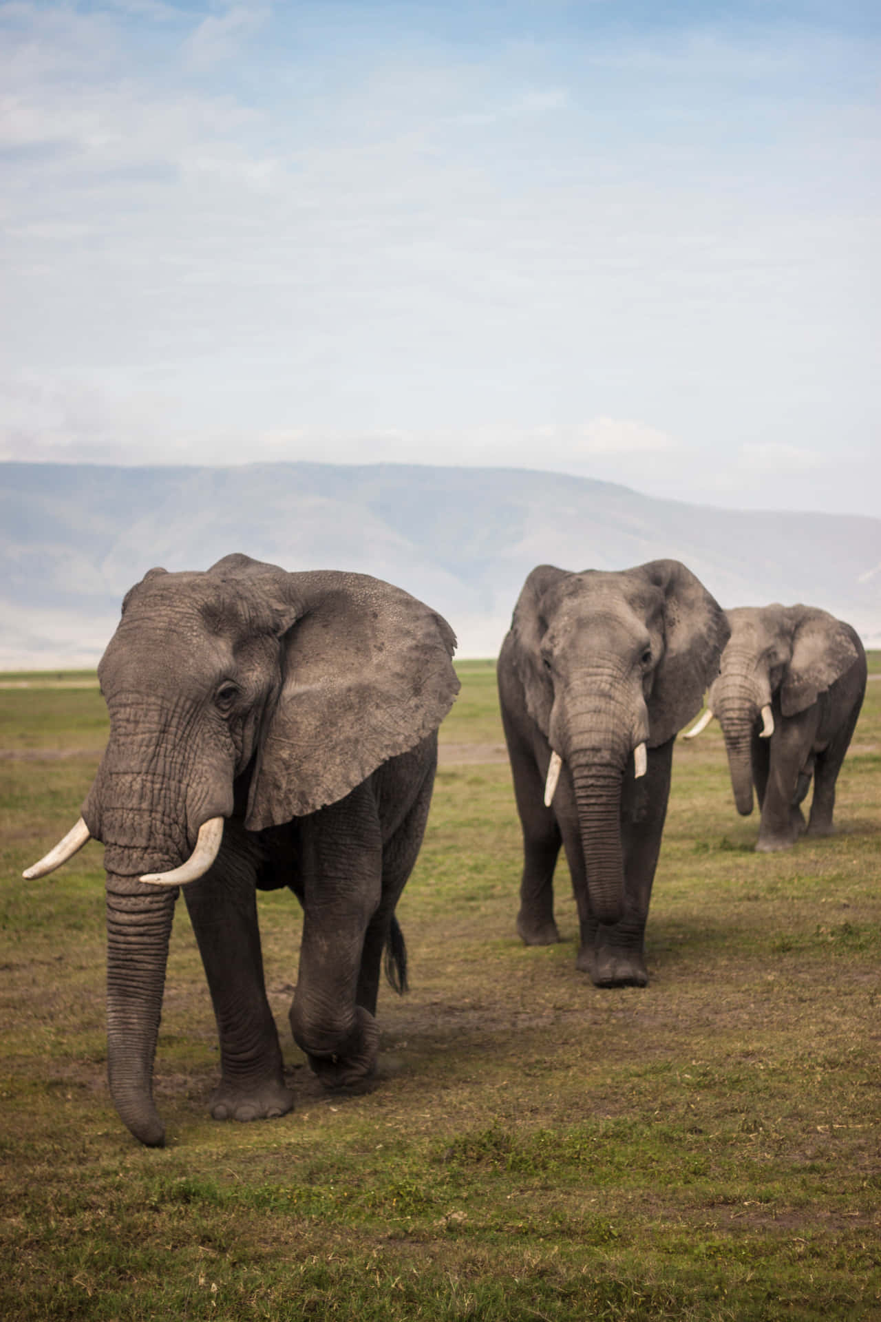 Imagende Elefantes Con Trompas Largas.