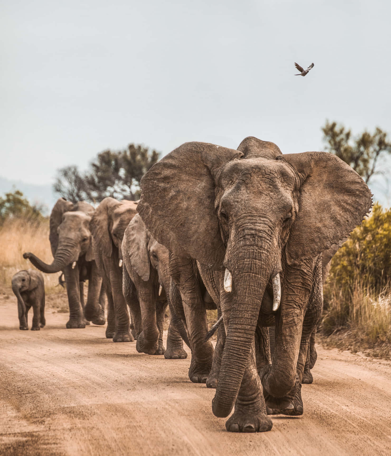 Imagende Elefantes Salvajes