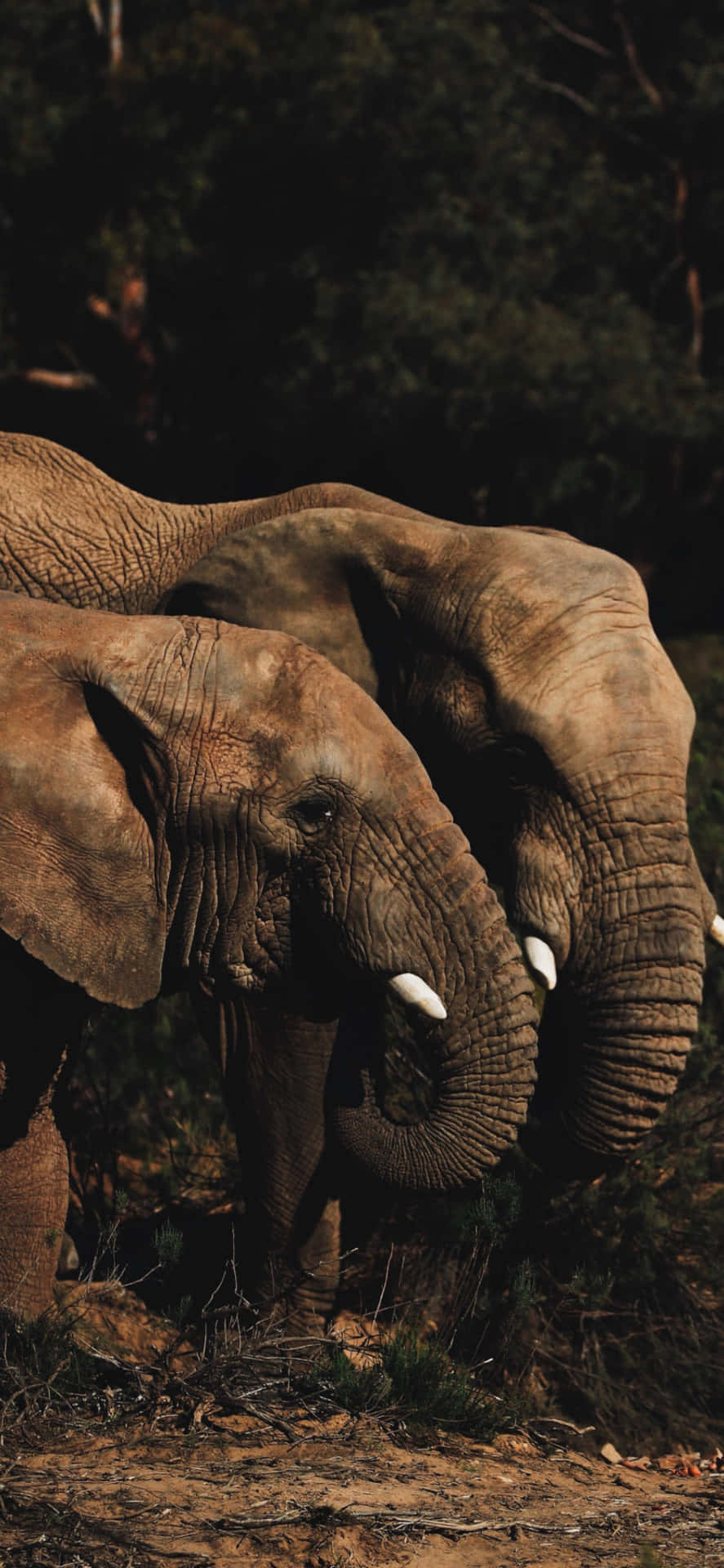 Elefanter Billeder 1183 X 2560
