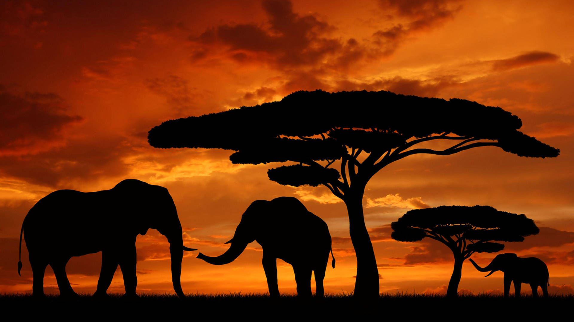 Elephants Silhouette In Africa