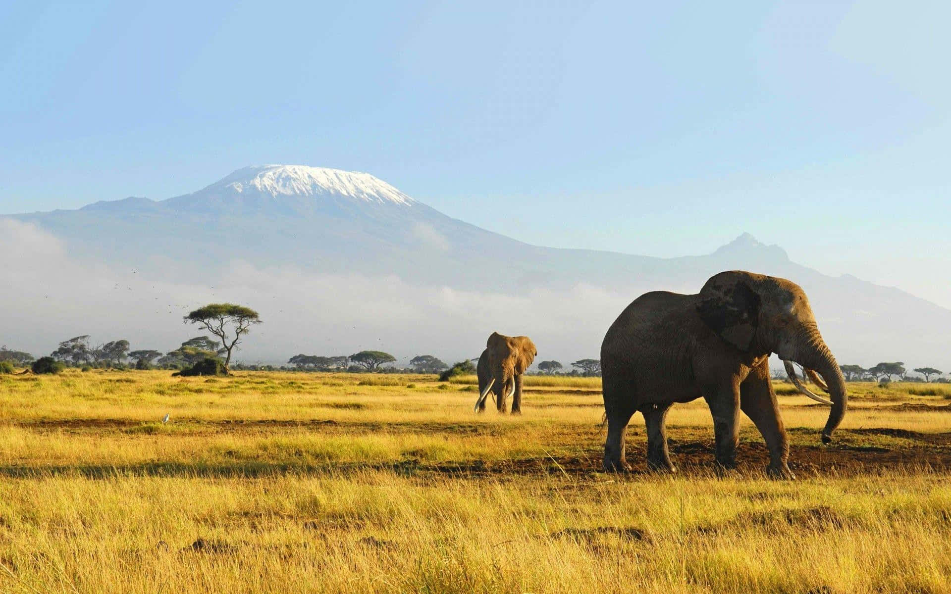 Gajah Dengan Latar Belakang Gunung Kilimanjaro Wallpaper