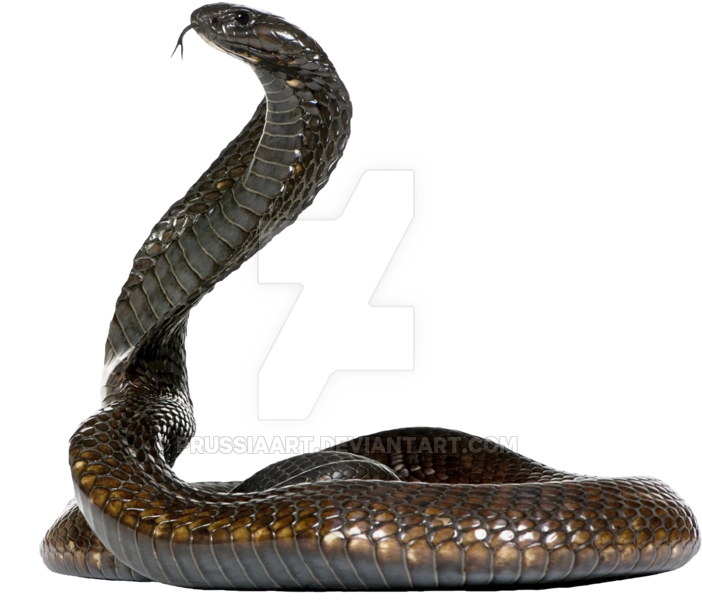 Elevated Cobra P N G Transparent Background PNG