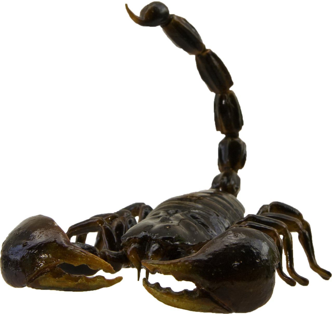 Elevated Scorpion Tail PNG