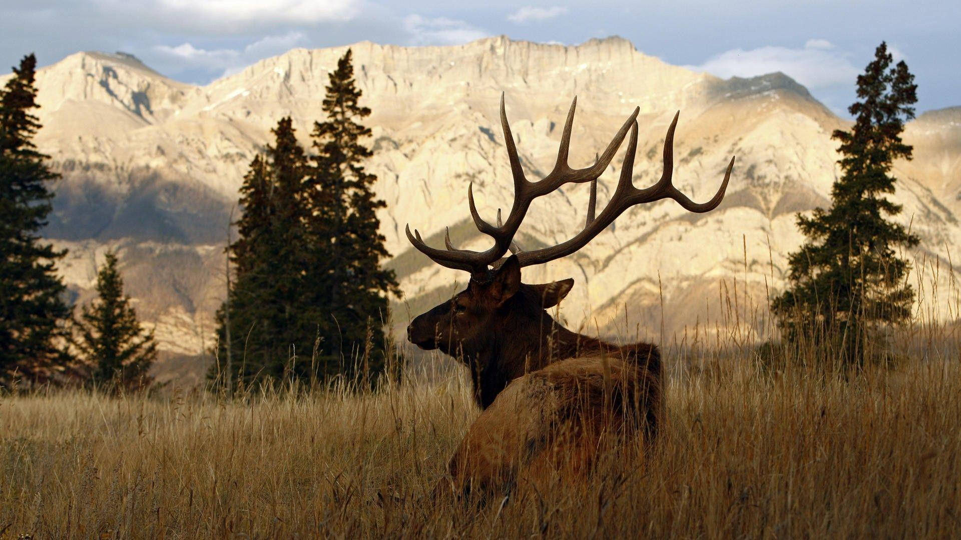 Elk Antler Silhouette Wallpaper