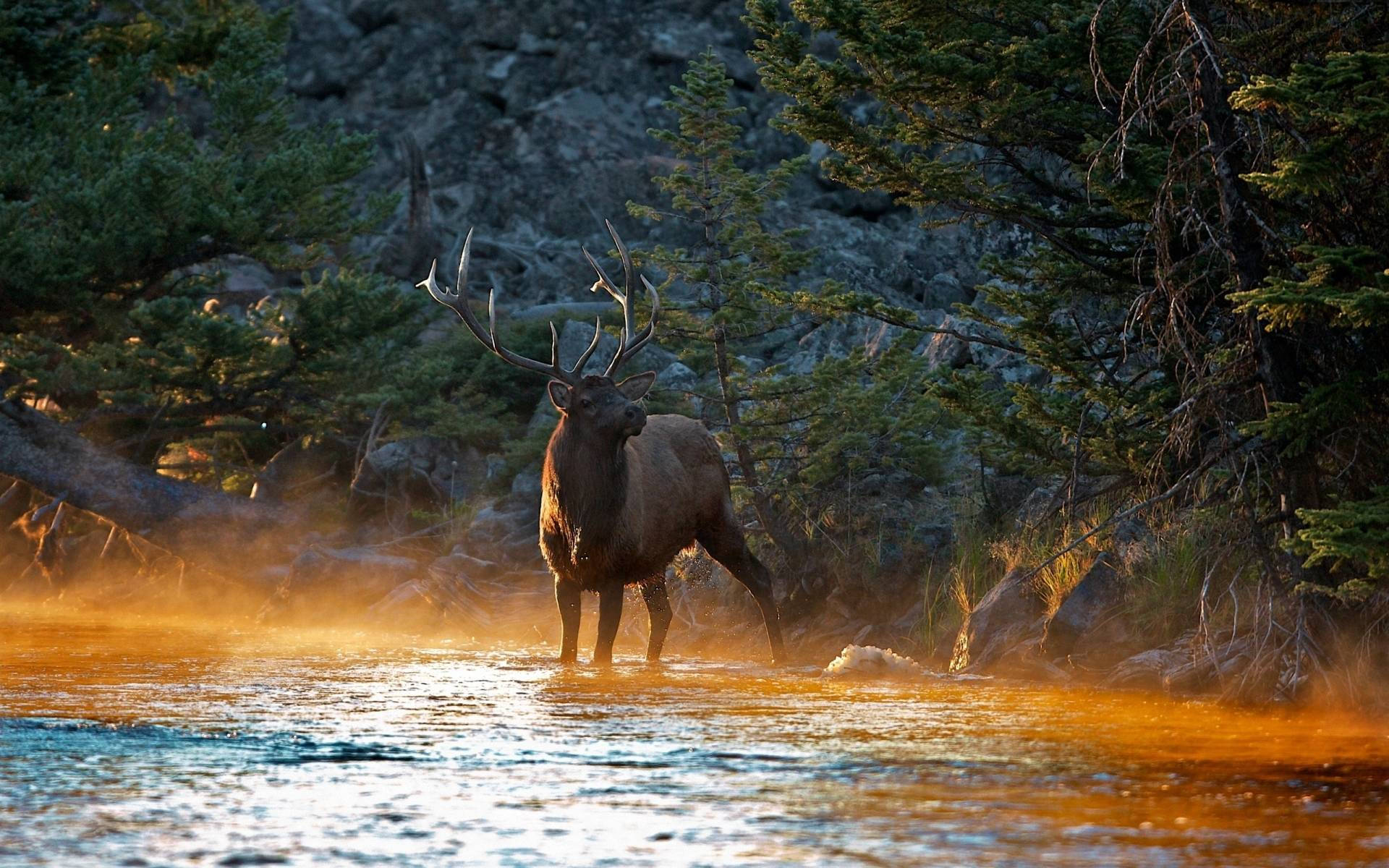 Elk Crossing Earth-Colored River Wallpaper