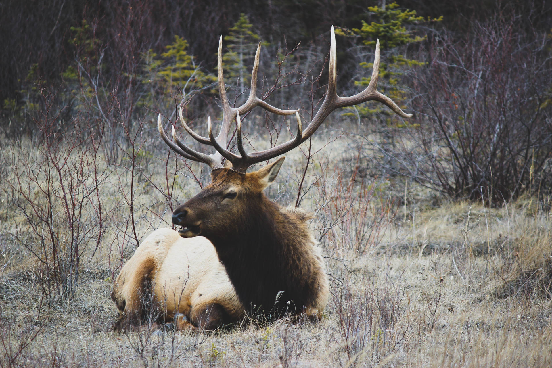 A majestic Elk Deer stands in a dry field. Wallpaper