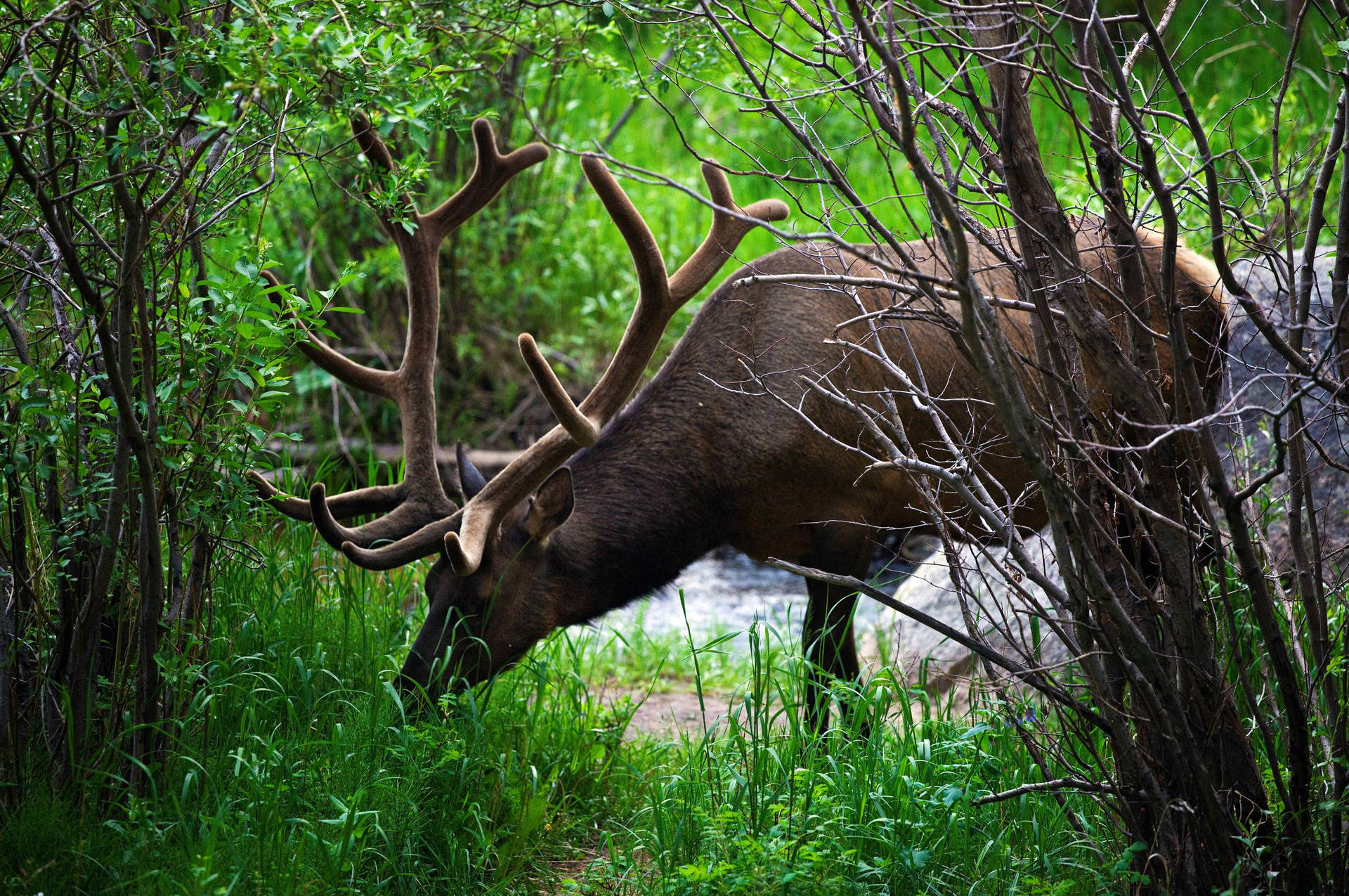 Elk Eating Green Grass Wallpaper