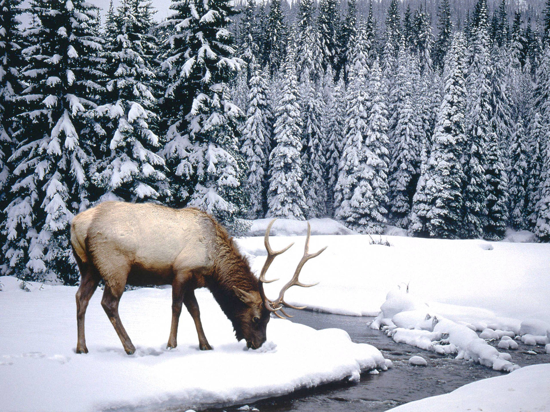 Elk Eating Snow Wallpaper