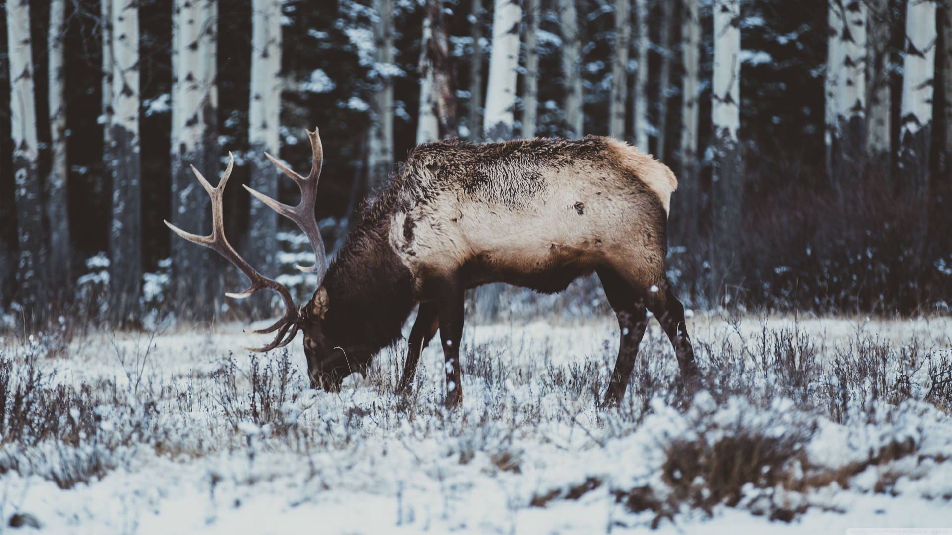 Elk Eating Snow-covered Snow Wallpaper