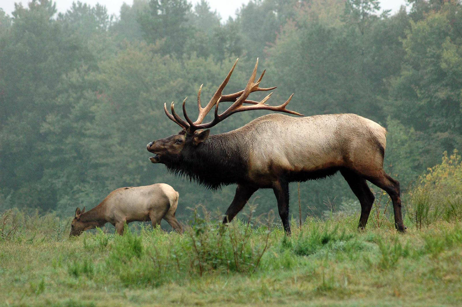 bull elk wallpaper