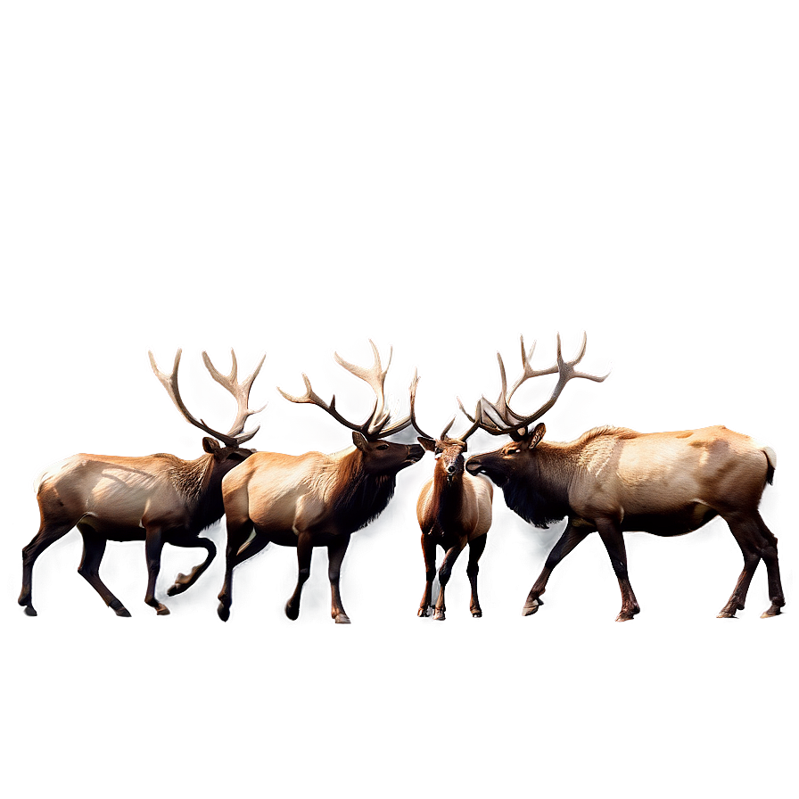 Elk Herd Png 05242024 PNG