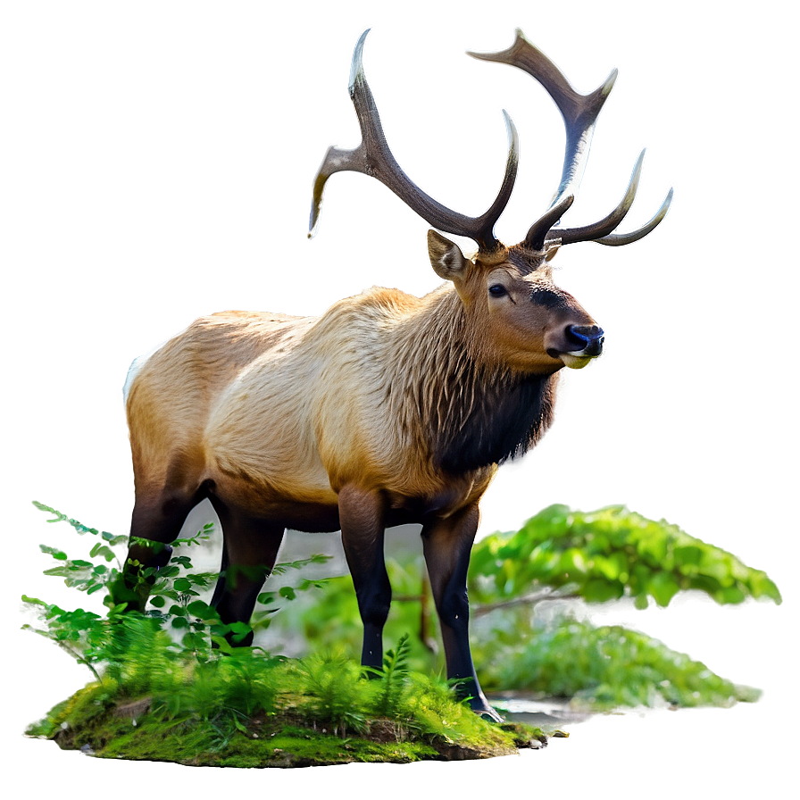 Elk In Forest Png 05242024 PNG