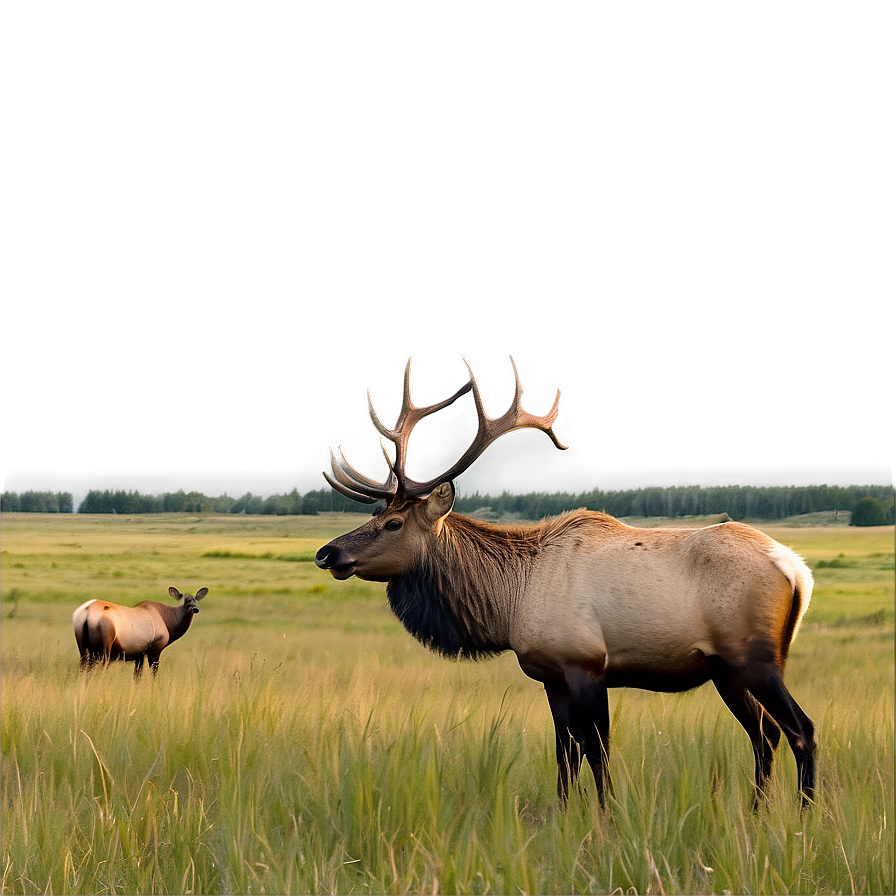 Elk In Meadow Png 05242024 PNG