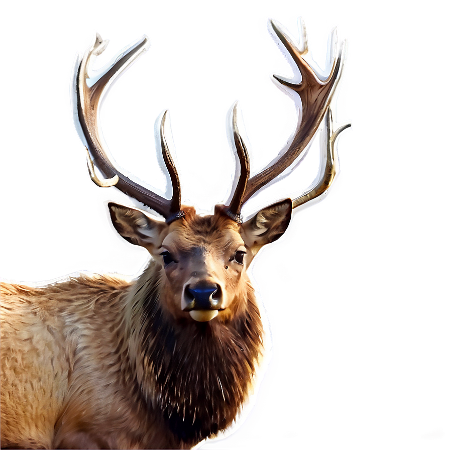 Elk In Nature Png 05242024 PNG