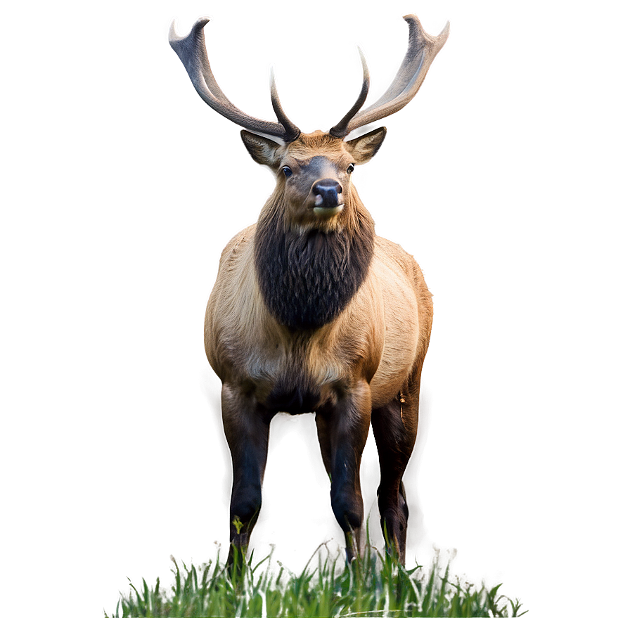 Elk In Nature Png 05242024 PNG