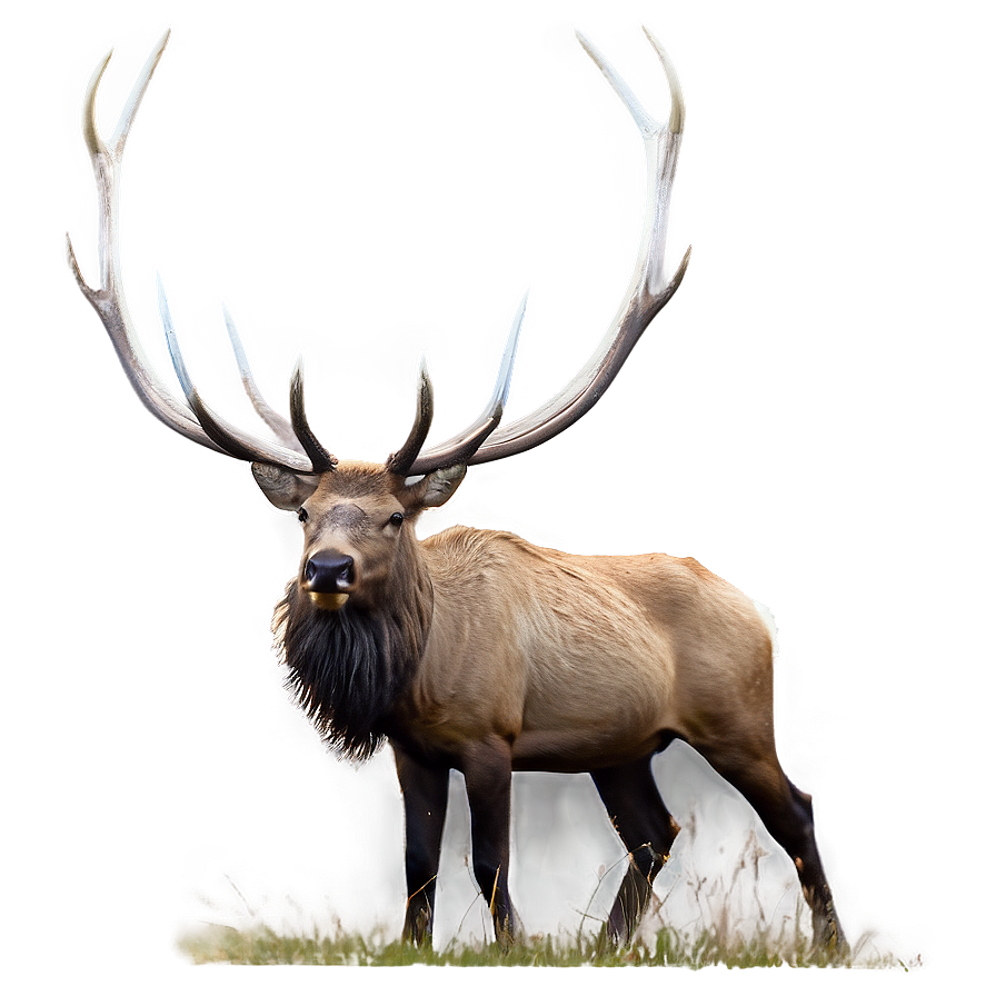 Elk In Nature Png Nxr PNG