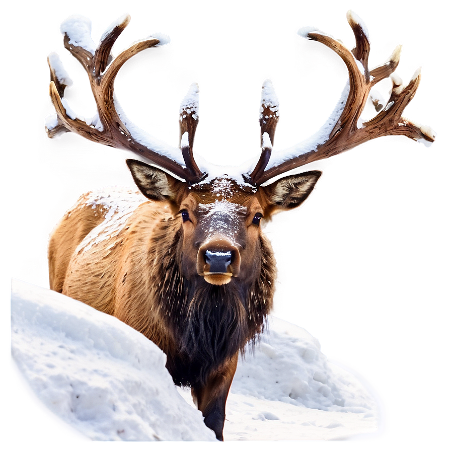 Elk In Snow Png Ajp PNG