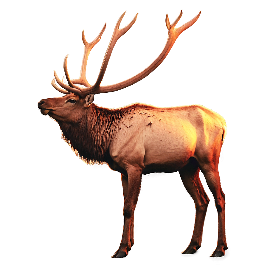 Elk In Sunset Png 05242024 PNG