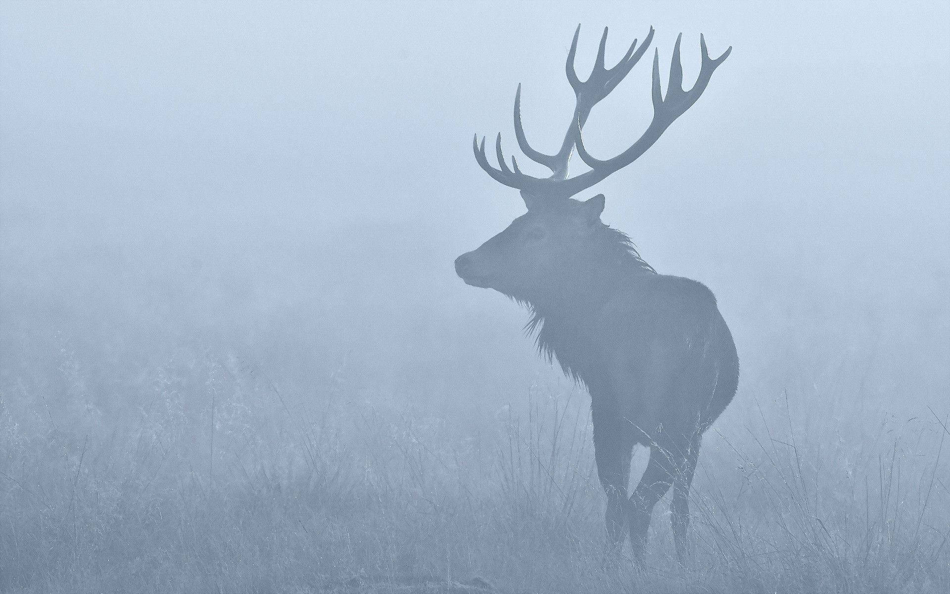 Elk In The Fog Wallpaper