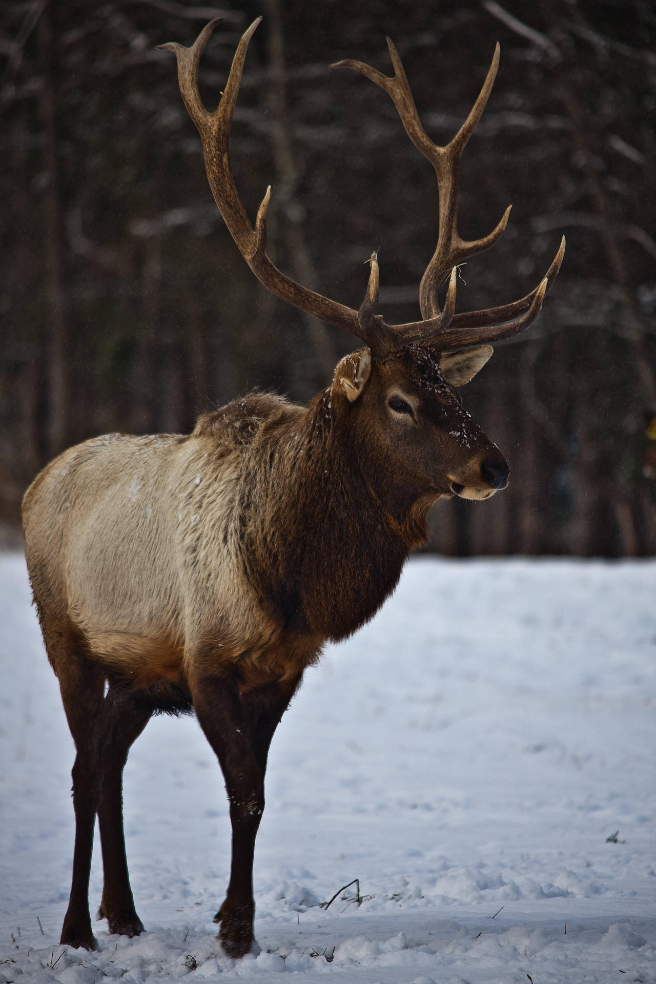 Elk In The Snow Wallpaper