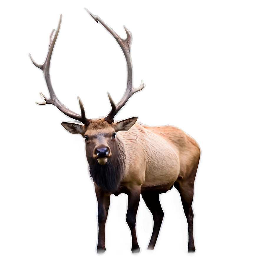 Elk In The Wild Png 89 PNG