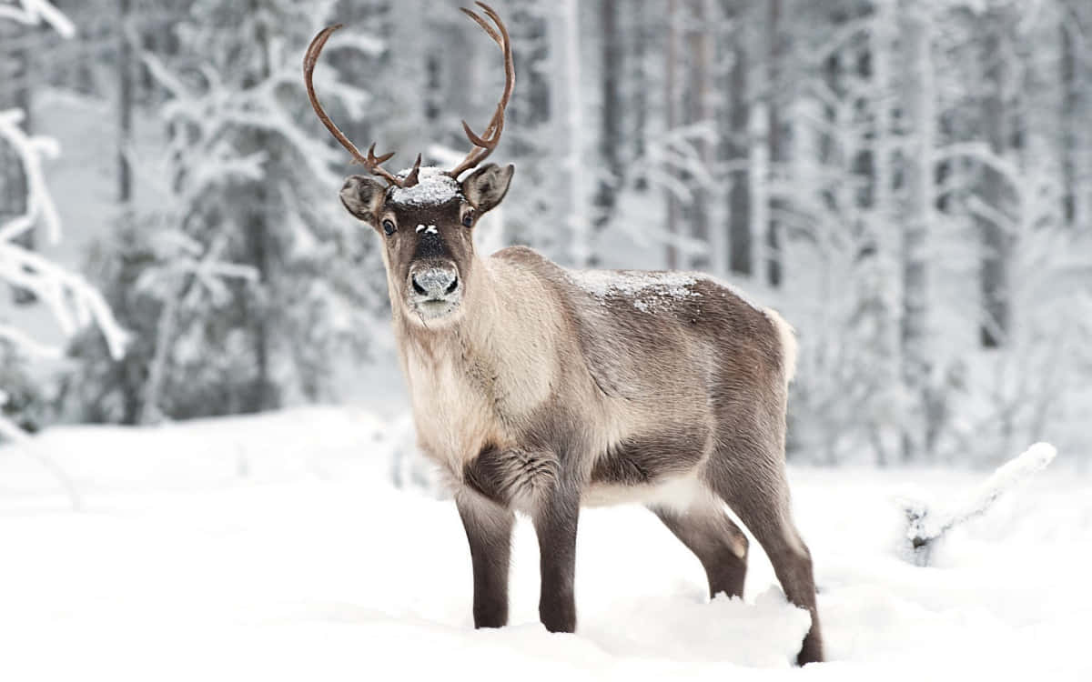 Majestic Elk Graces Sunrise in the Great Outdoors