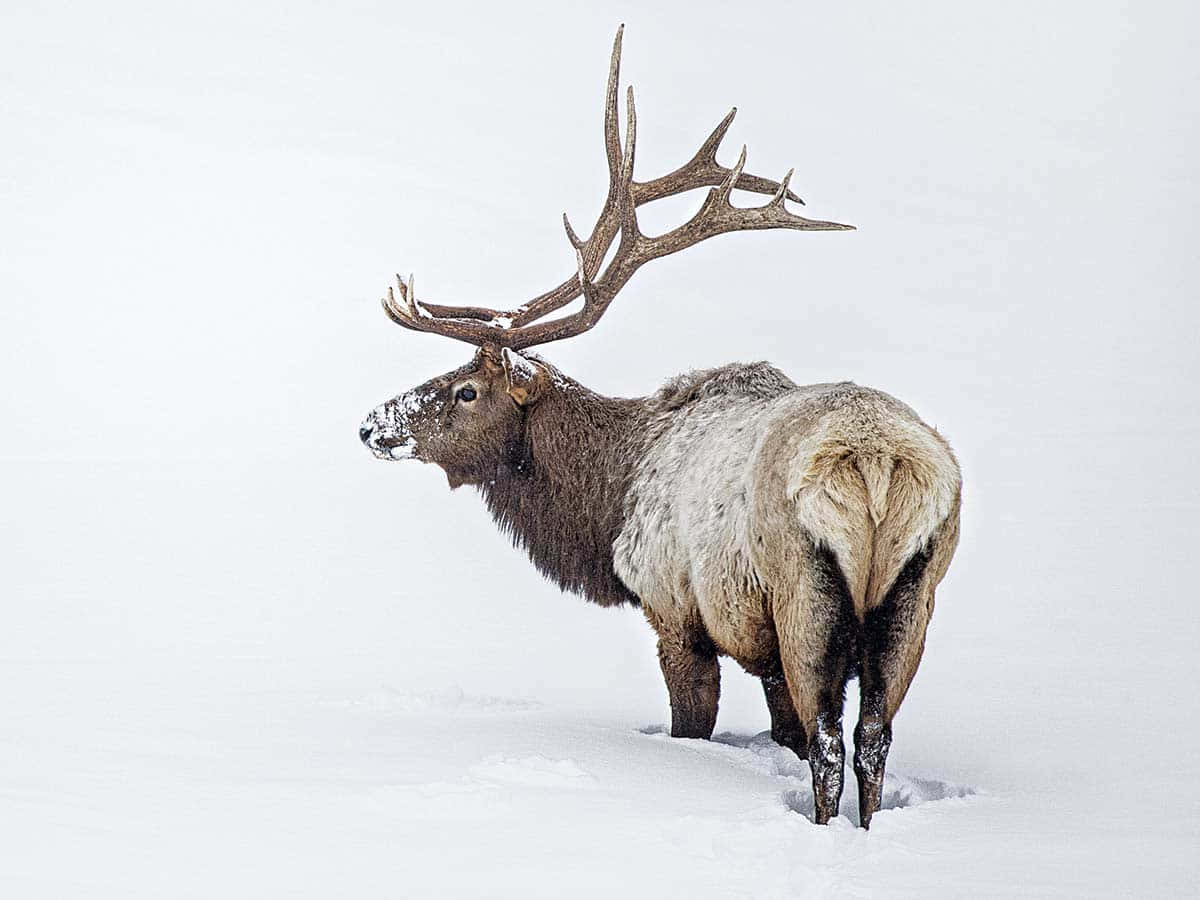 Intimidating Look of a Powerful Elk