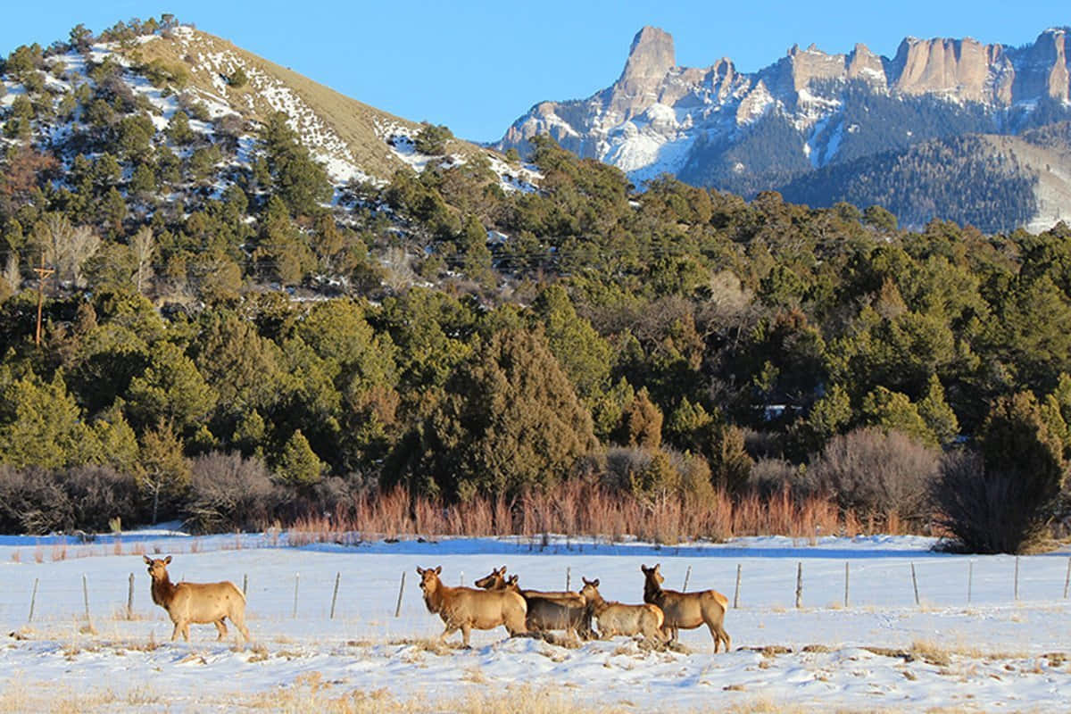 Majestic Elk Wandering through the Forest