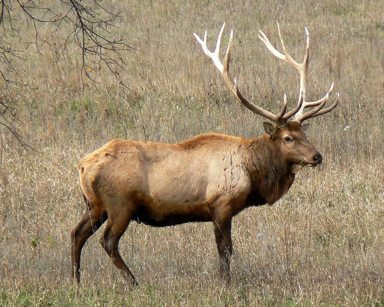 A majestic elk in its natural habitat
