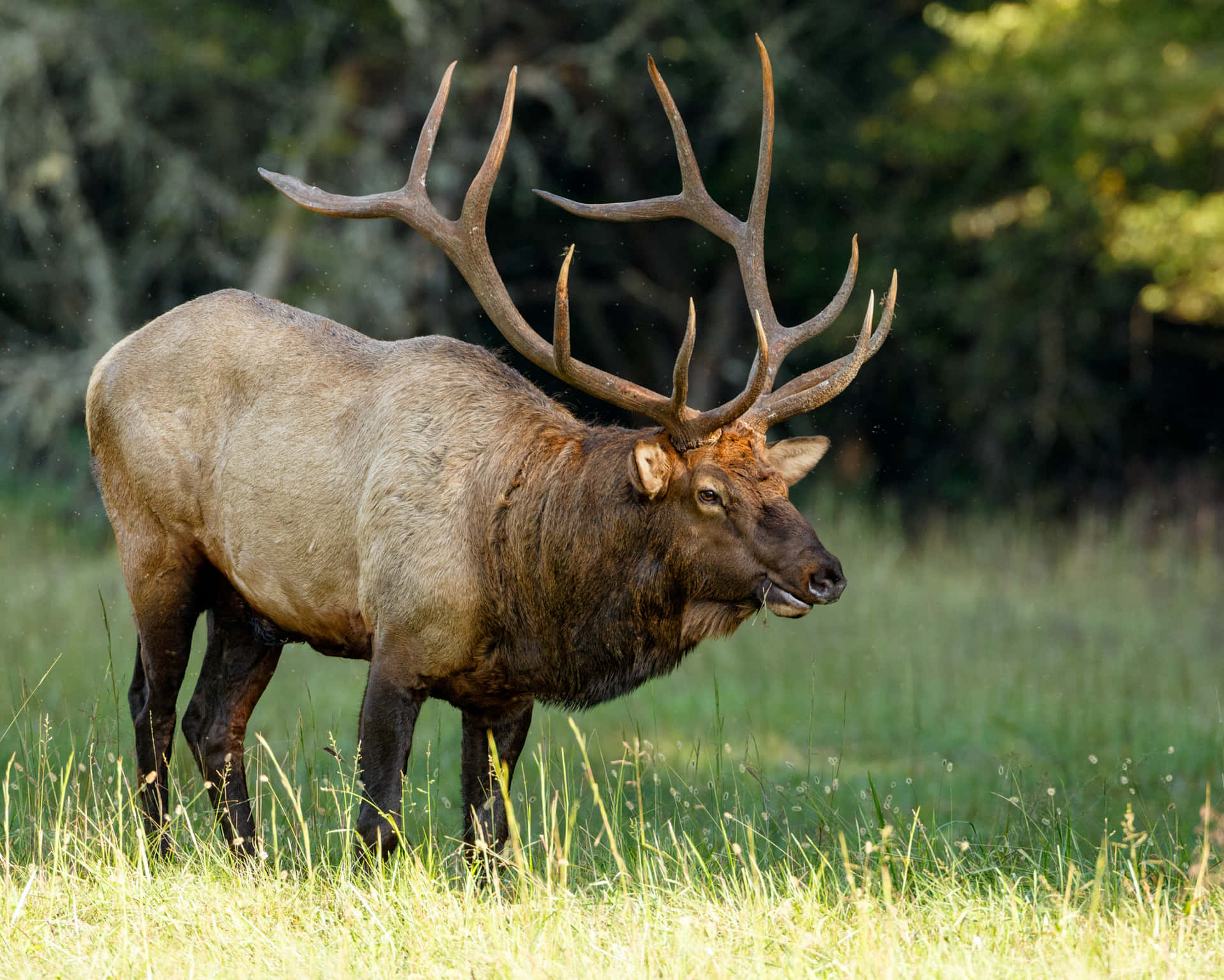 An Elk in Nature