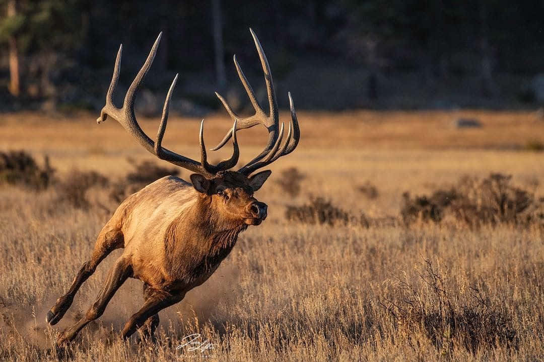 Majestic elk graze peacefully in a mountain meadow