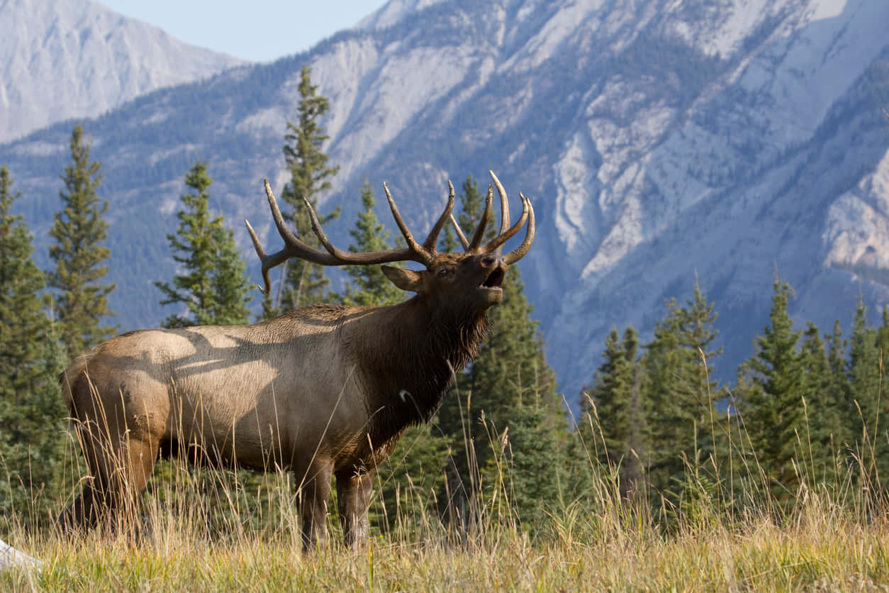 A majestic Elk in its natural habitat
