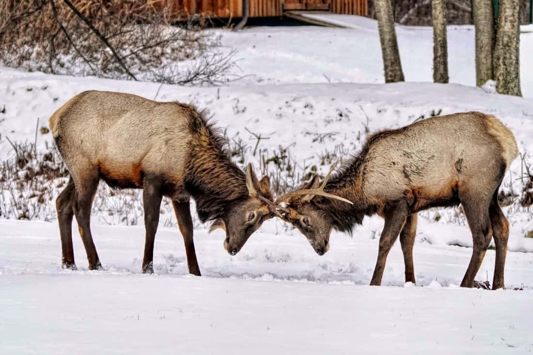 Majestic Elk in Its Natural Surroundings